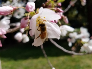 springbee